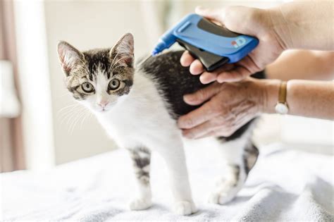 microchips for cat breeders